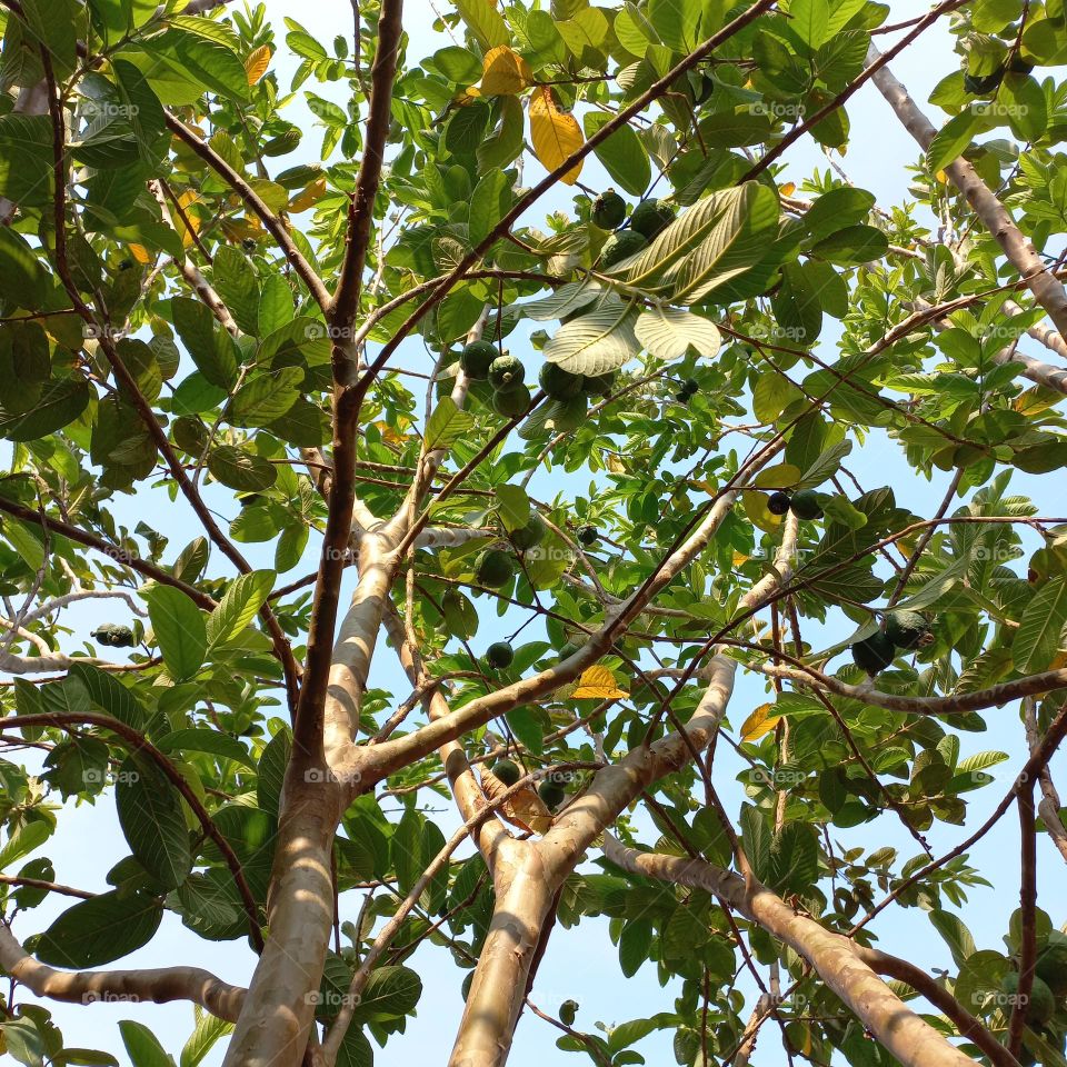 A guava tree that is bearing lots of fruit