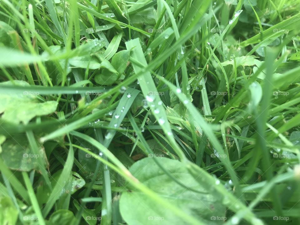 Diamonds in the grass