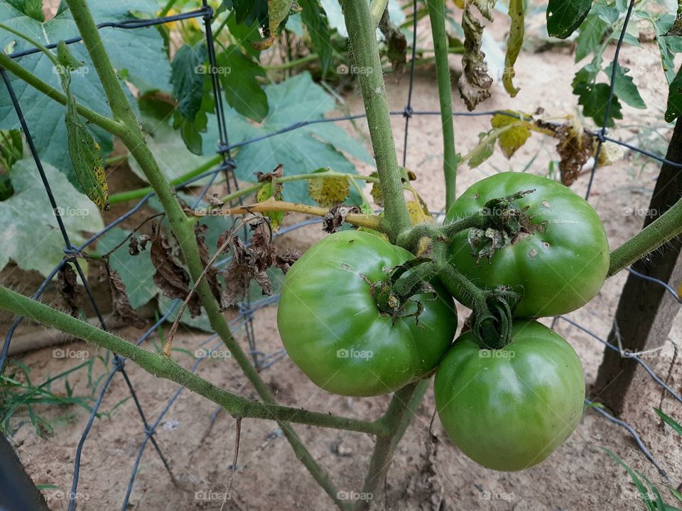 Green Better Boy tomatoes on the vine