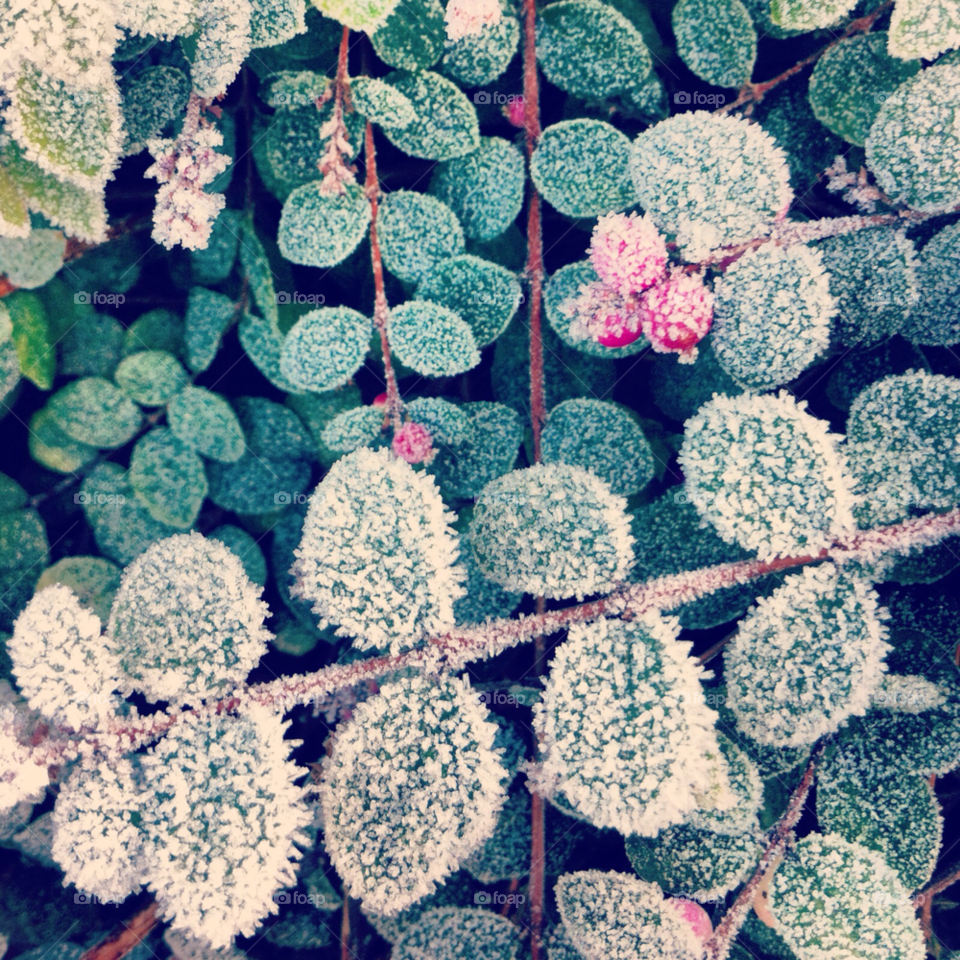 snow winter green pretty by Zita