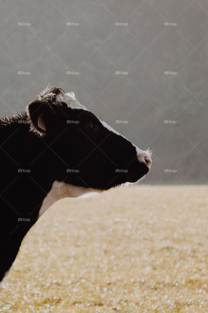 Perfil de una vaca en campo vacío