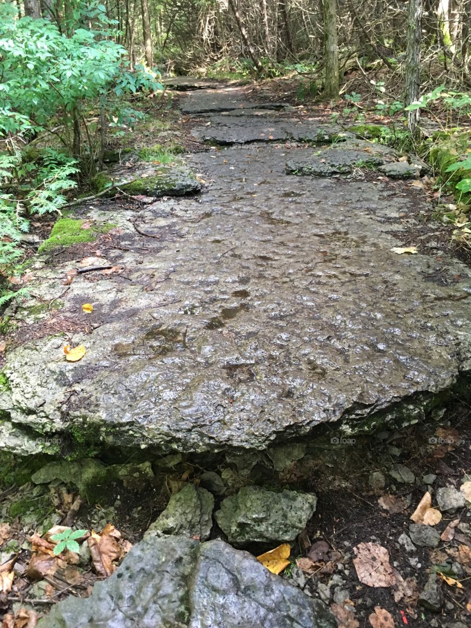 Walking a path of flat rock in the forest.