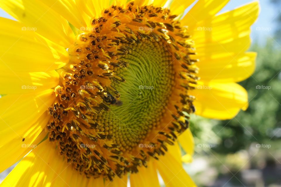 Sunflower close up with bee