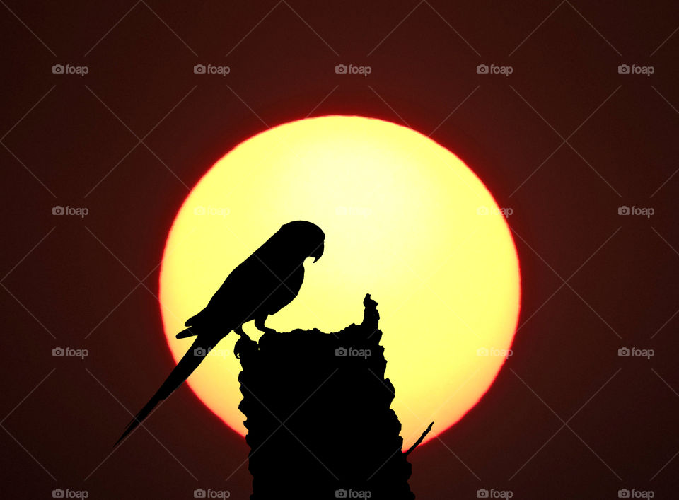 the sun and the parrot