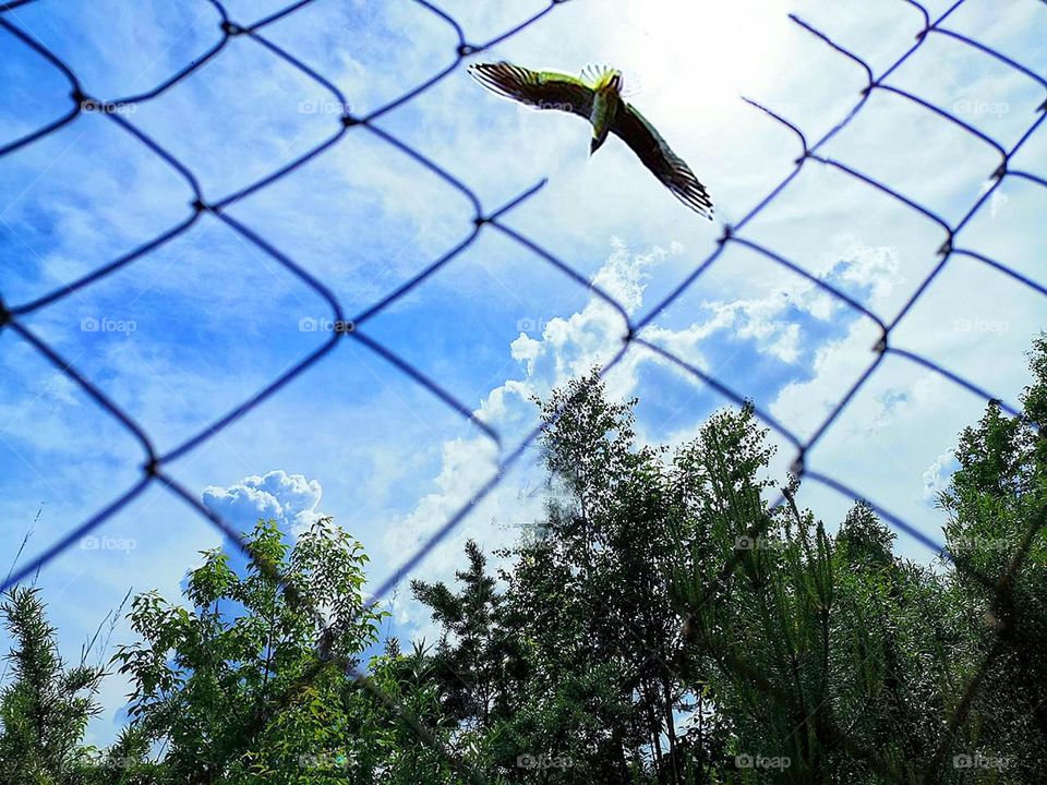 Clouds.  In the foreground is a metal mesh through which the tops of green trees and a blue sky with clouds are visible.  The grid is torn in the corner of the photo and the bird flies free to the sun, which breaks through the clouds