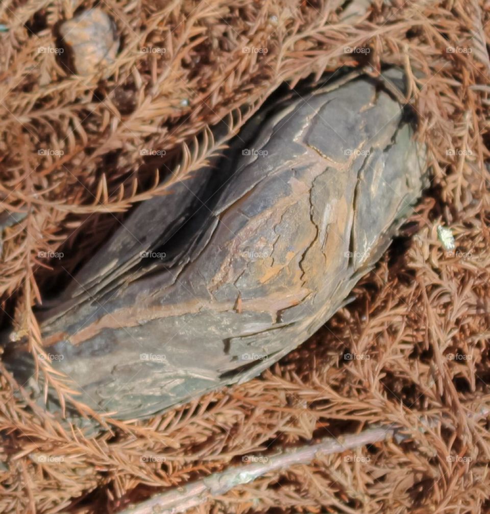Closeup of a very small piece of petrified wood partly buried in dead grass in a forest n