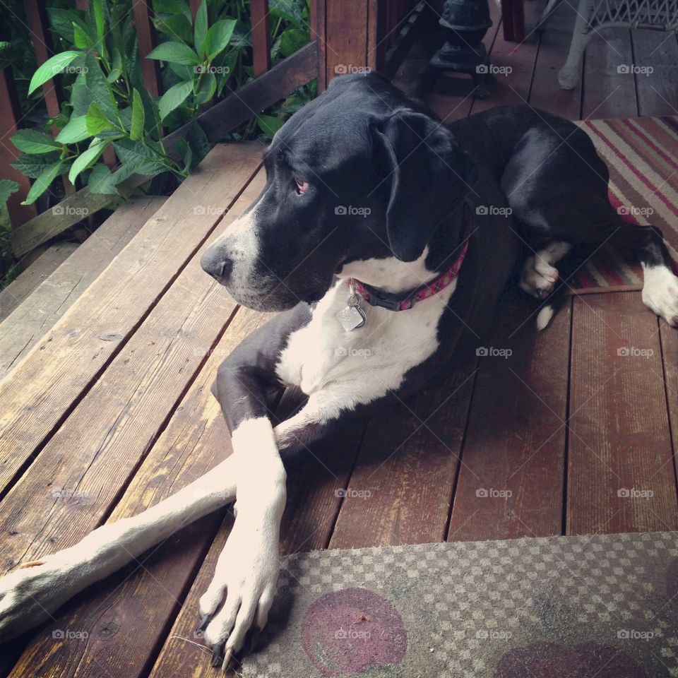 My Baby Girl. My Great Dane on the porch