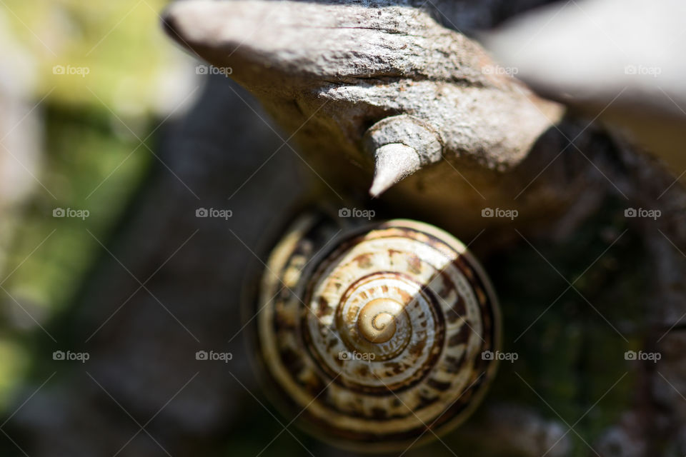 snail