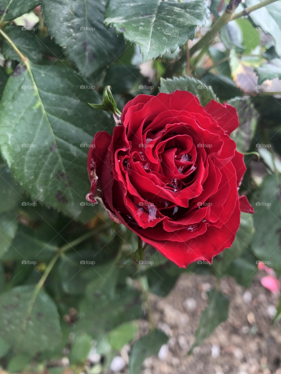 Rose 🥀
