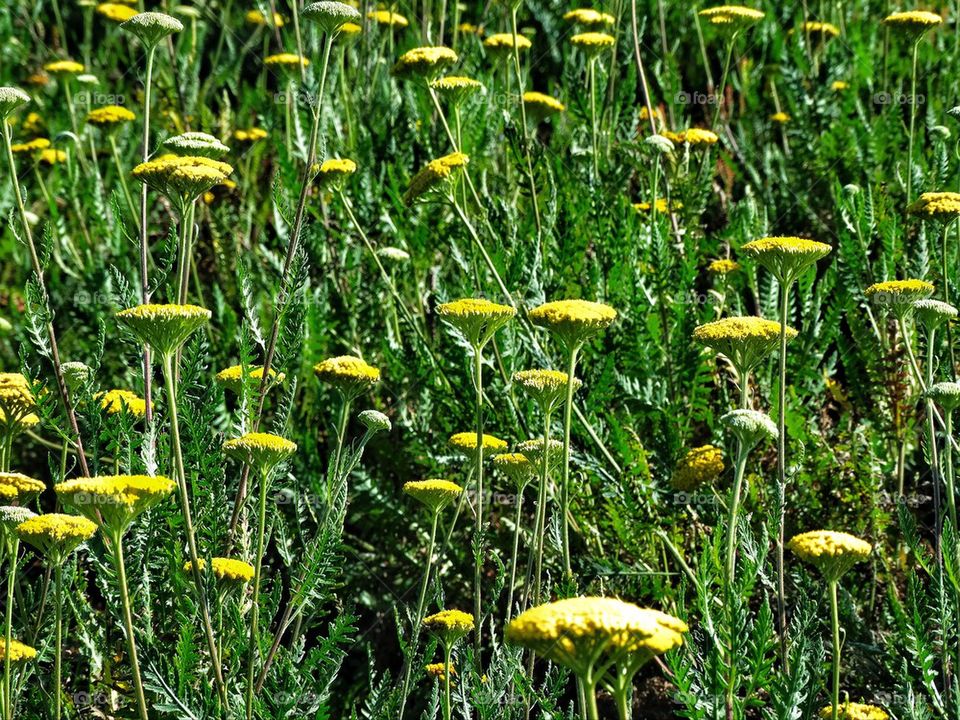 Yellow California wildflowers