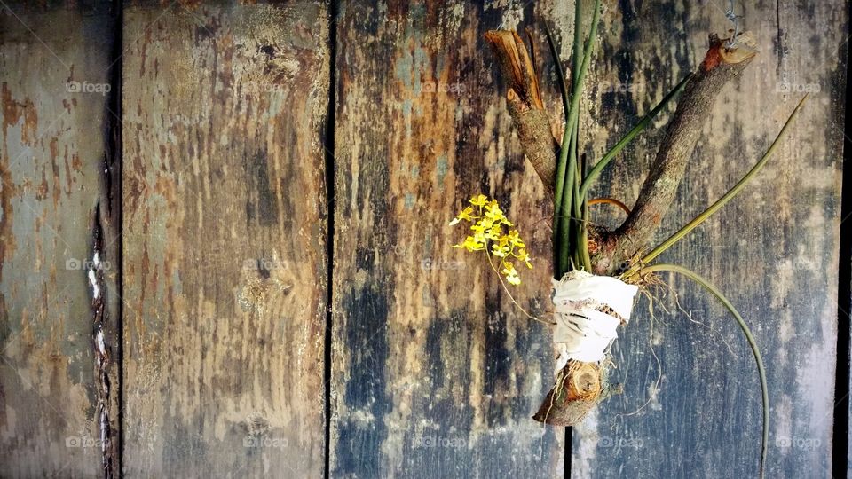 Um excelente background de tábuas com um pequeno pedaço de galho com uma muda de orquídea.