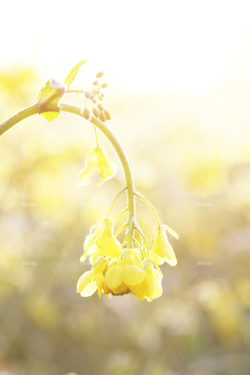 Yellow Rapeseed Flower. An isolated yellow rapeseed flower with a bright background.