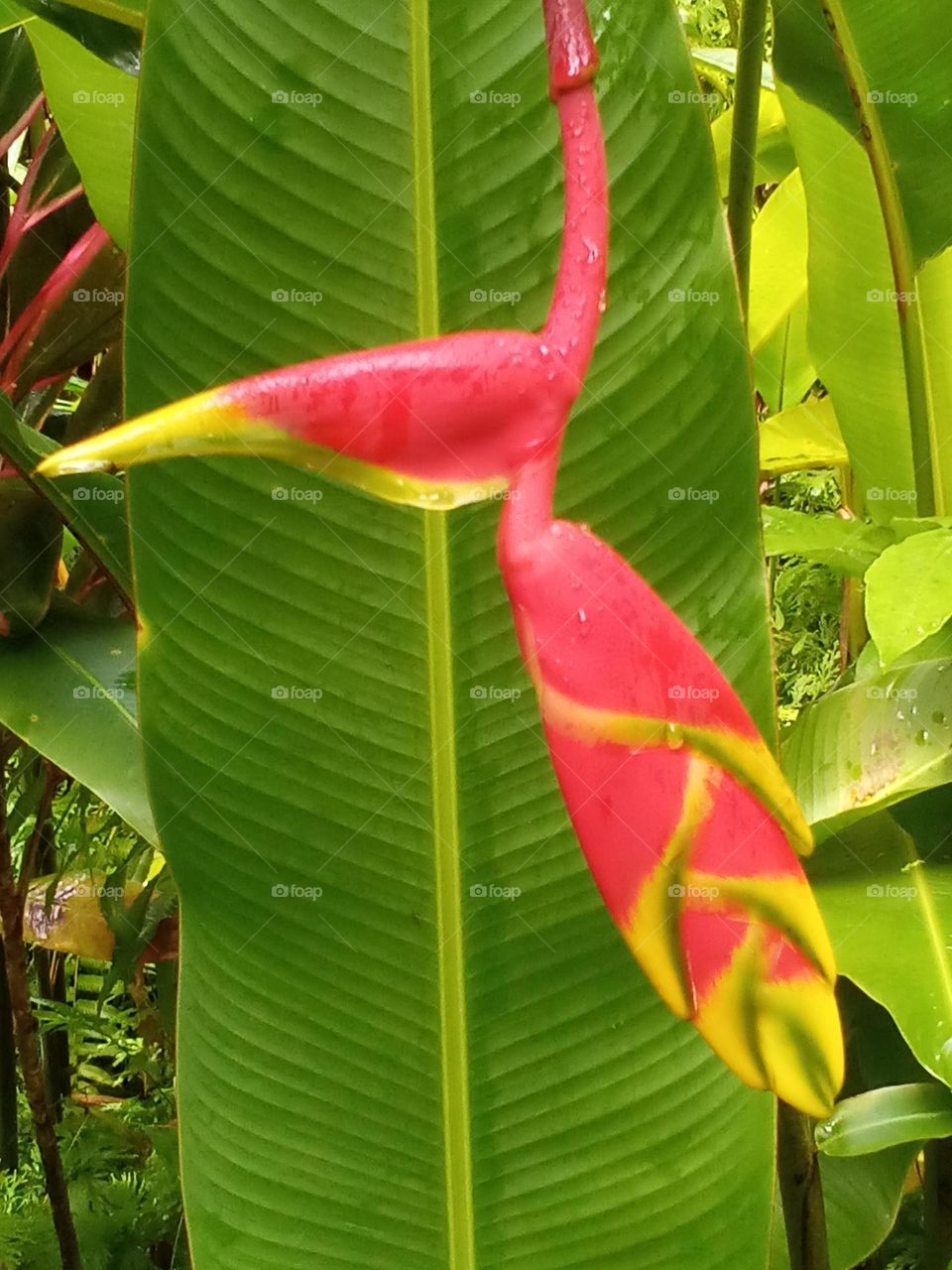 Flaming flower looking like a red bird flying through the green leaves. A great eye catcher