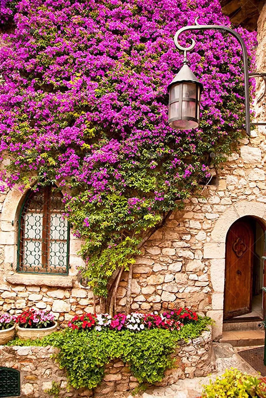 Beautiful flowers 