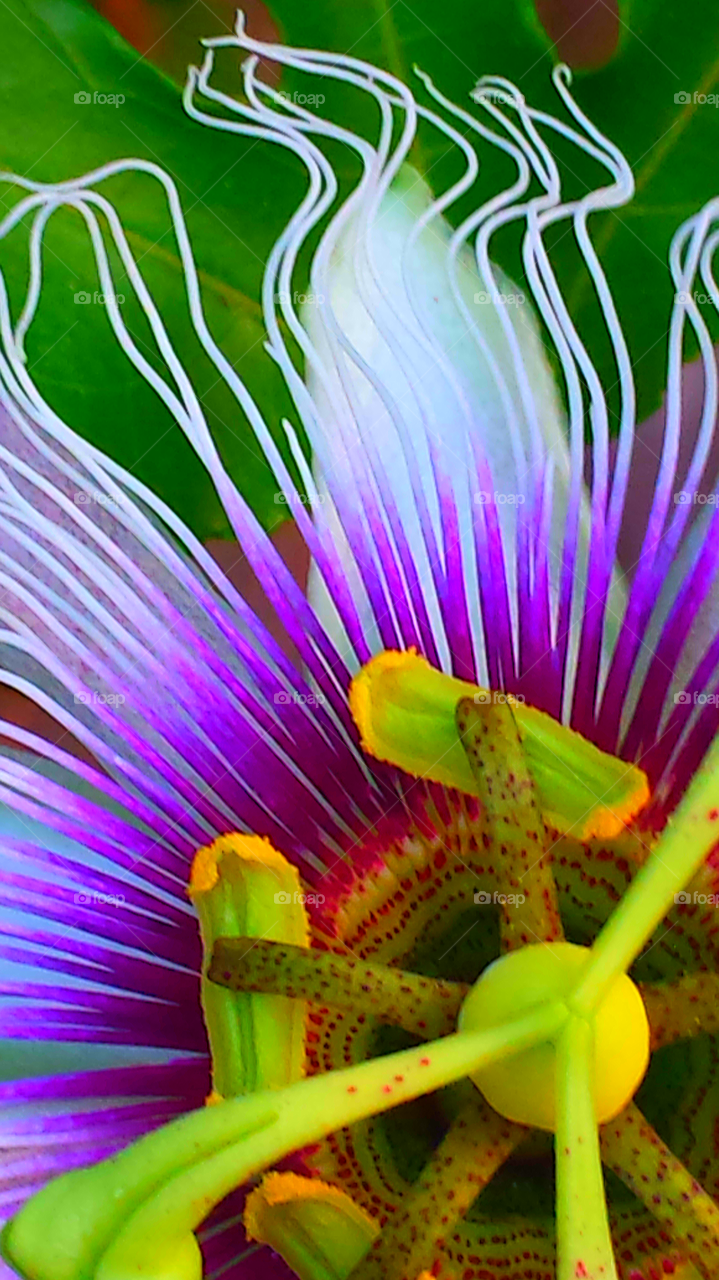 "Feathery Passion Flower"