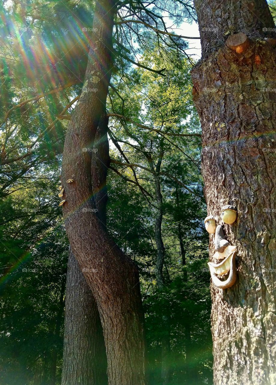 Sunny rays on pine grove faces.