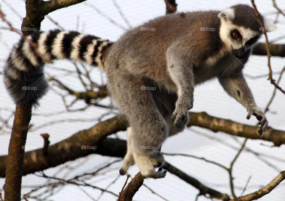Lemurs jumping 