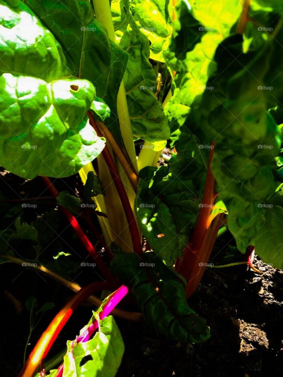 Swiss Chard