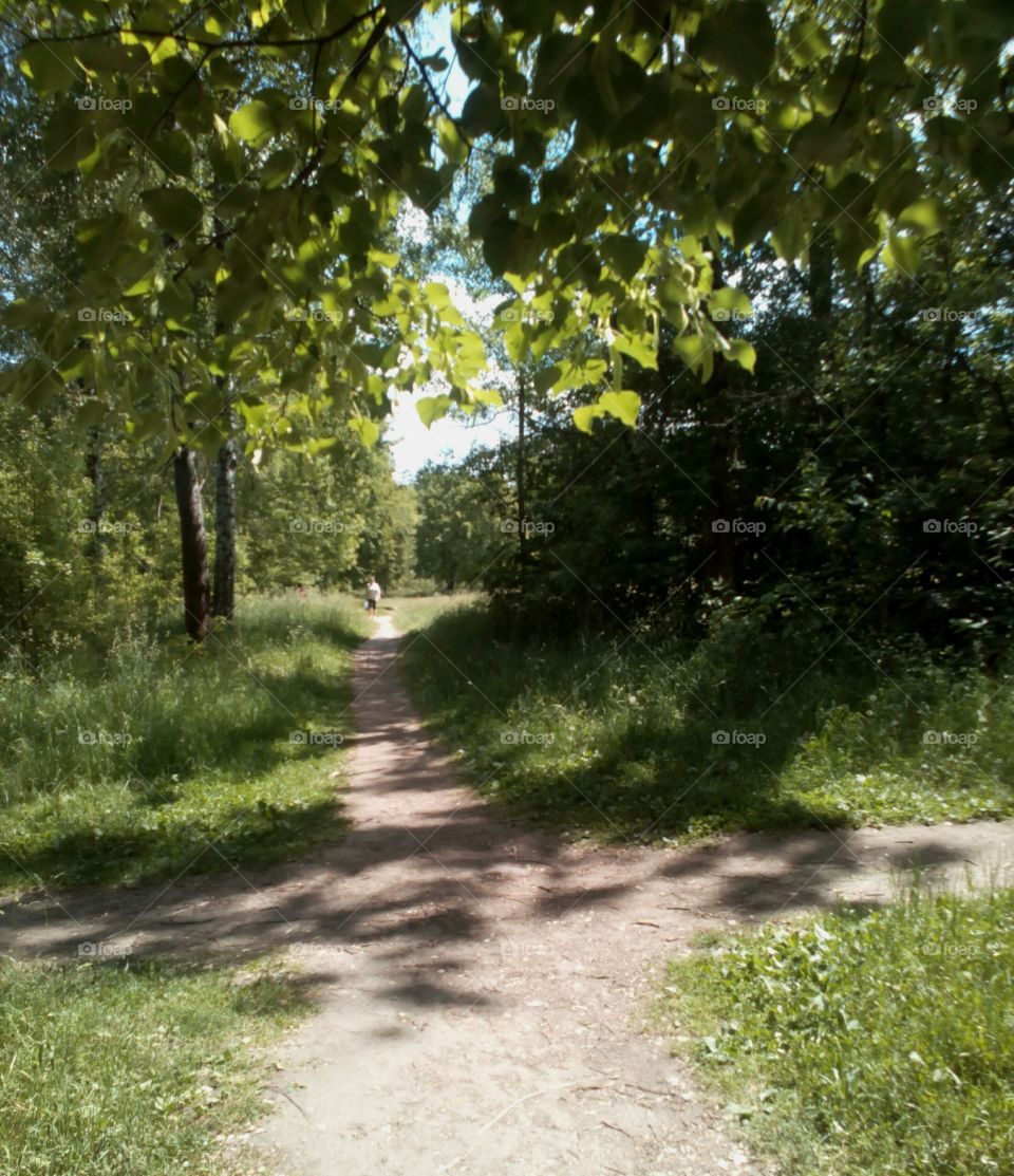 Road, Landscape, Wood, Nature, Tree