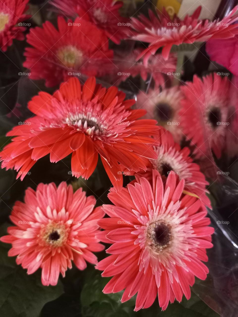 Gérberas  laranja , relaciona-se com a felicidade.  As Gérberas  simbolizam a simplicidade e a beleza, são frequentemente  associadas a sentimentos de alegria e apreciação por representar a paz,  a inocência  e a pureza