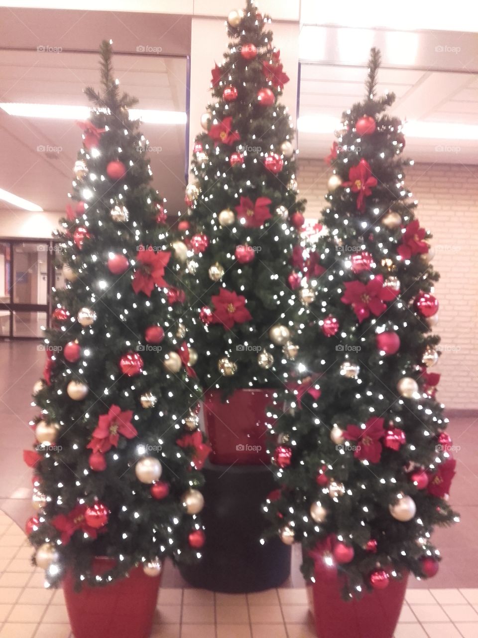 Christmas tree indoor