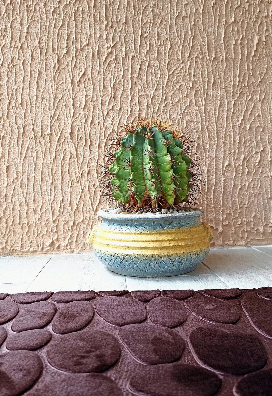 cactus in pot house plant on a wall background, view from the ground