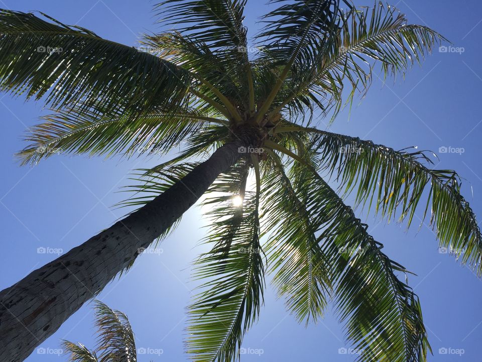 4-16-15. Coconut tree  Ala Moana Beach Park Honolulu, Hawaii