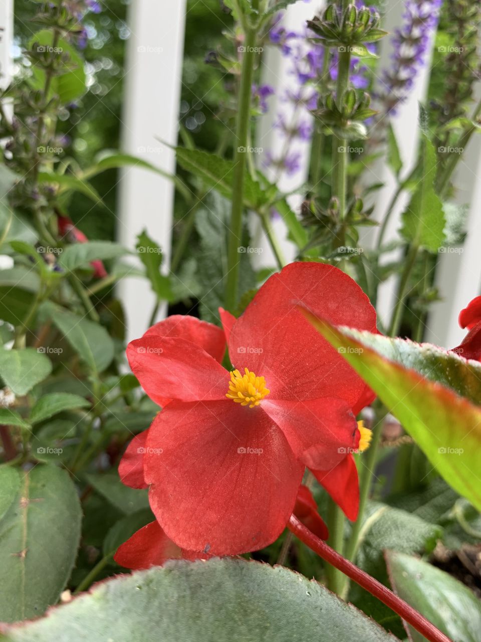 Beautiful wax begonia flower blossoms with red petals and yellow pollen in terrace garden.