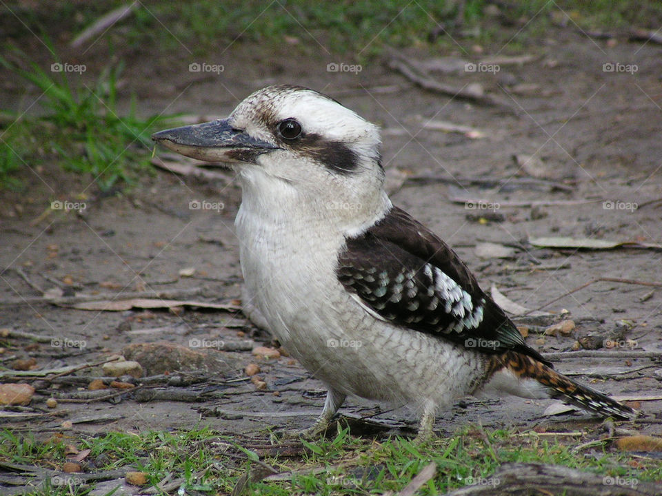 A visitor to my camp.