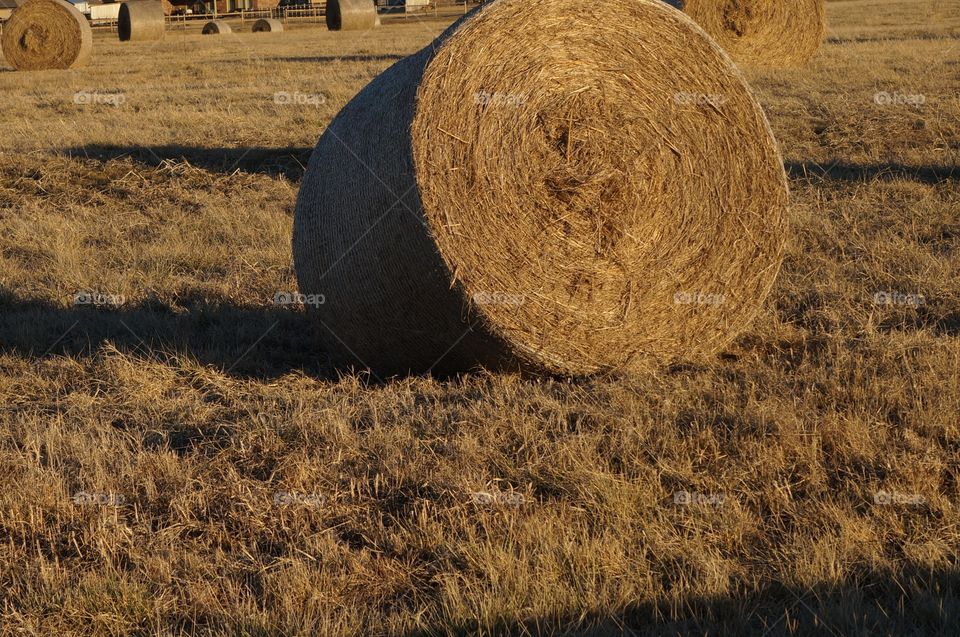 Golden hay bale roll at sunset. Photo taken in Oklahoma.  Setting sun provides long shadow and lighting of hay bale rolls.