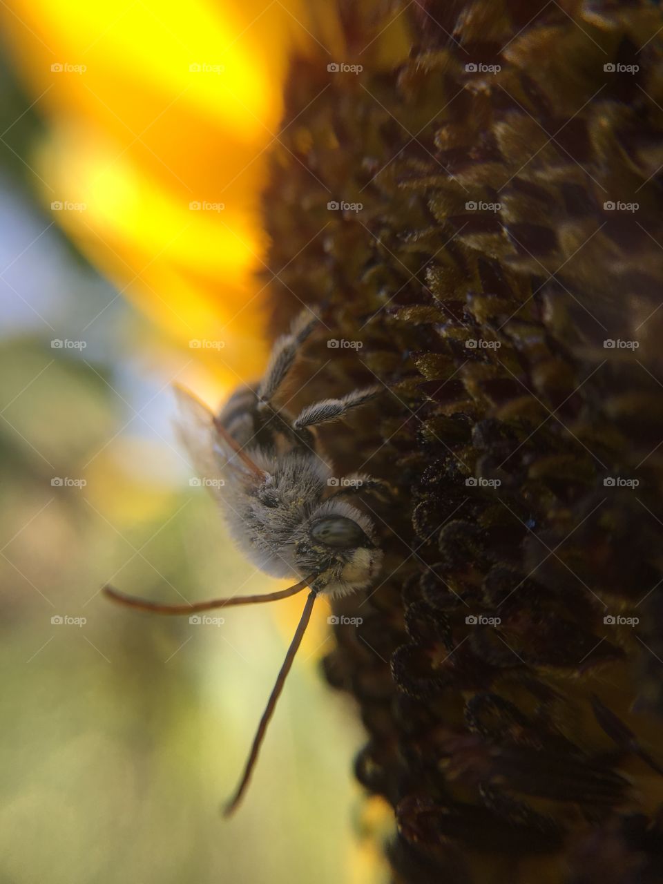 Honeybee on sunflower