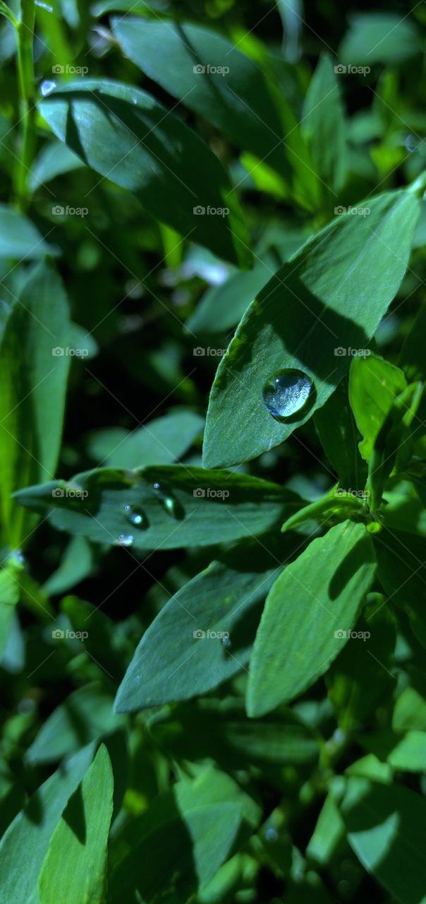water Drops on leaves