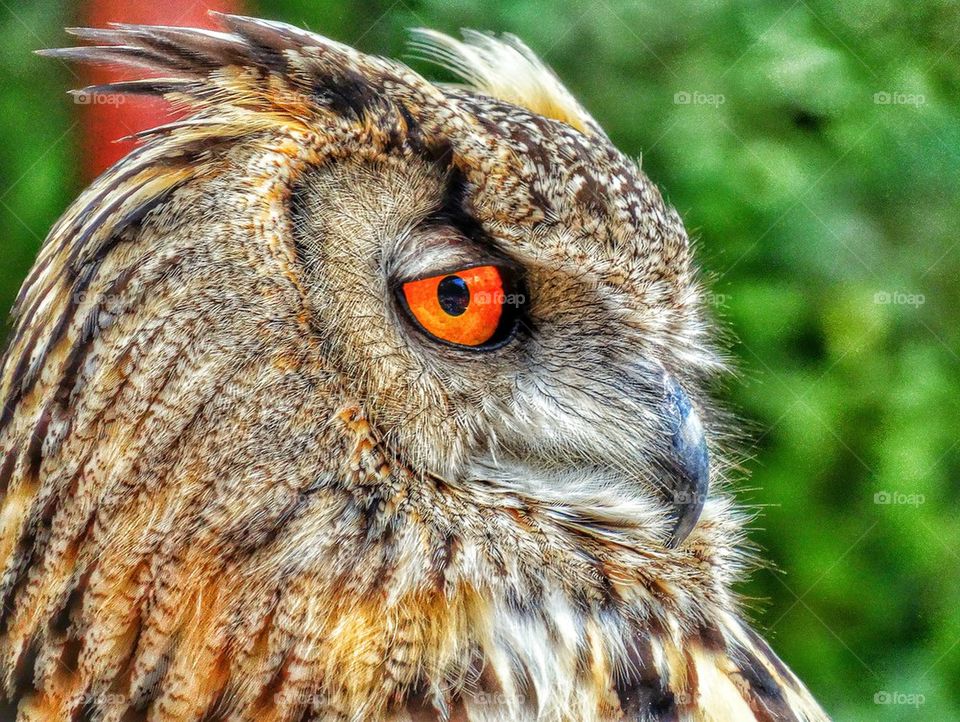 Great Horned Owl