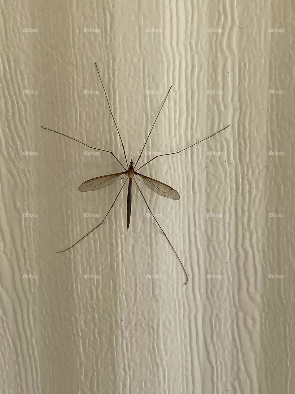 Big mosquito 