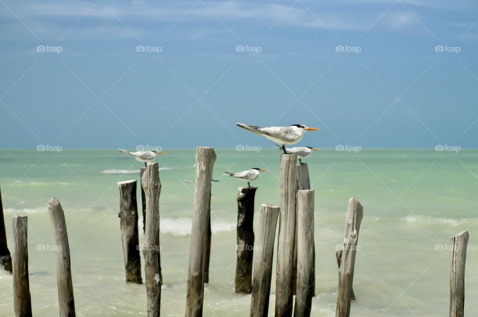 Royal Terns steady themselves against the wind.