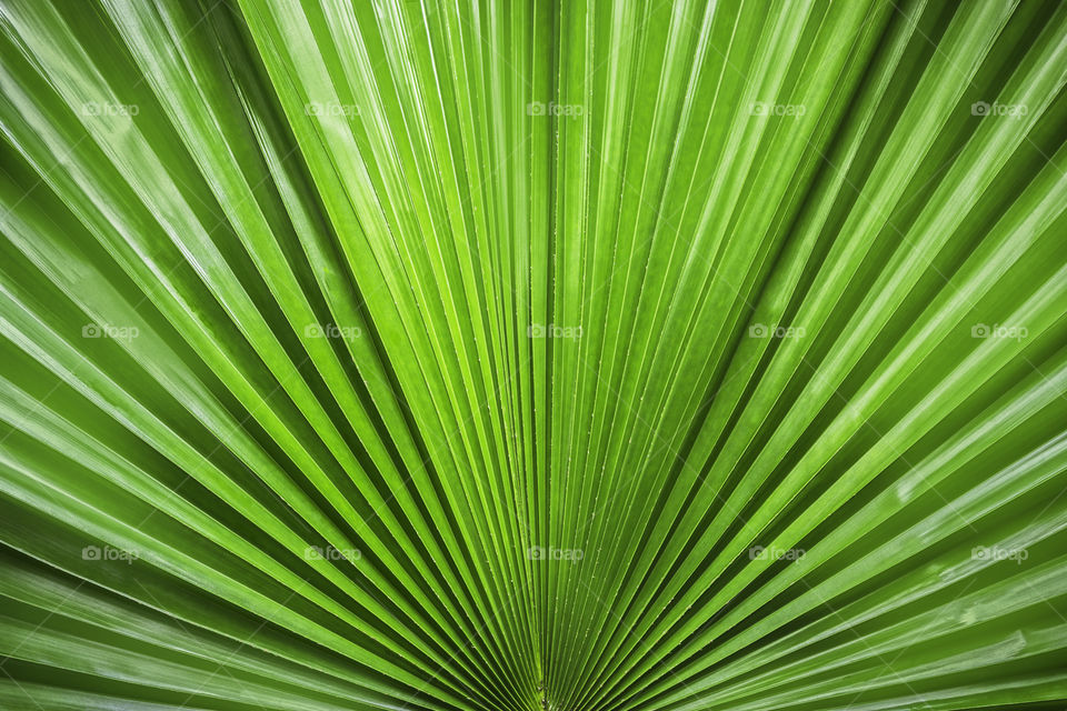 Green palm leaf. Pattern nature of green Palm leaf