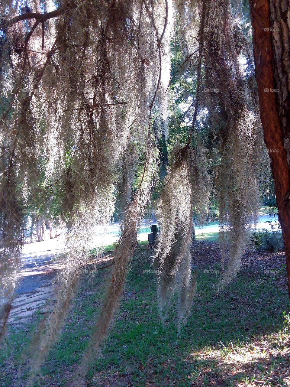 my favorite tree in our yard