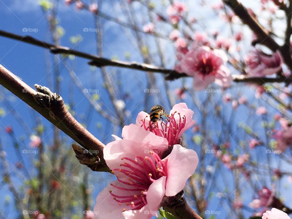 A banded bee alighting on a pink apricot blossom, its feet resting on the pollen ladened stamen 