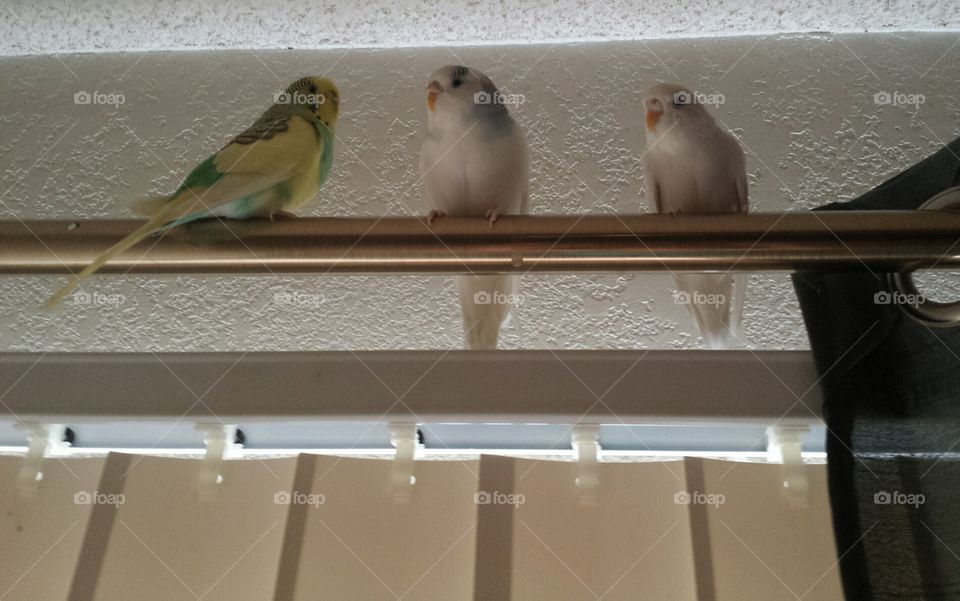 three parakeets