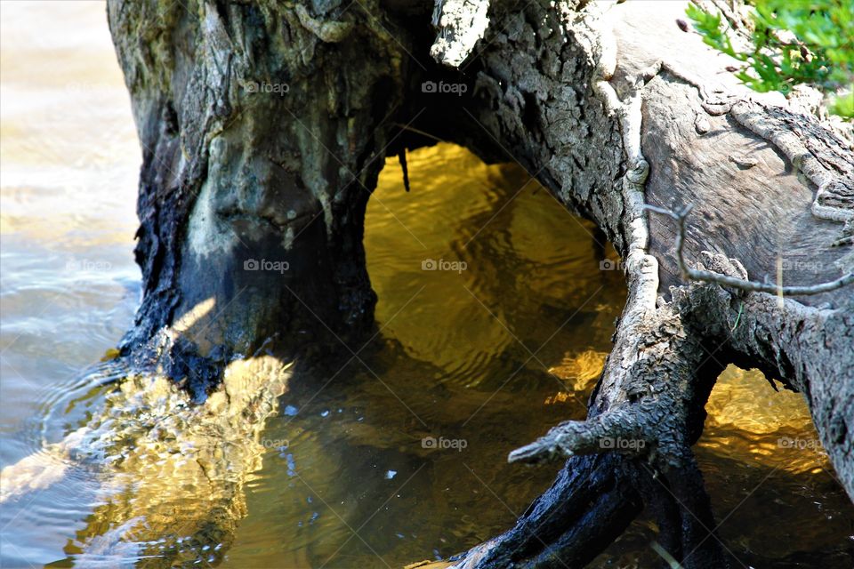 tree surrounded by water.  light filtering through.