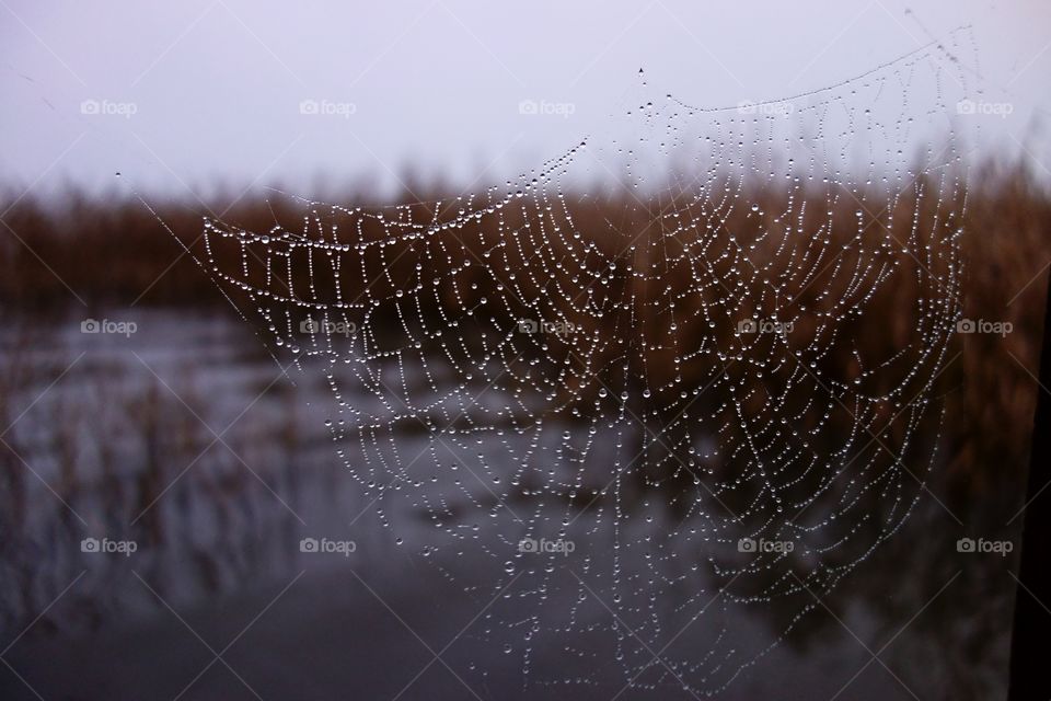 Wet spider web. On a foggy evening by the sea