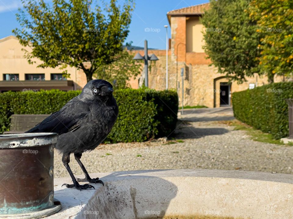 Black bird drinking water from a fountain in a small town.