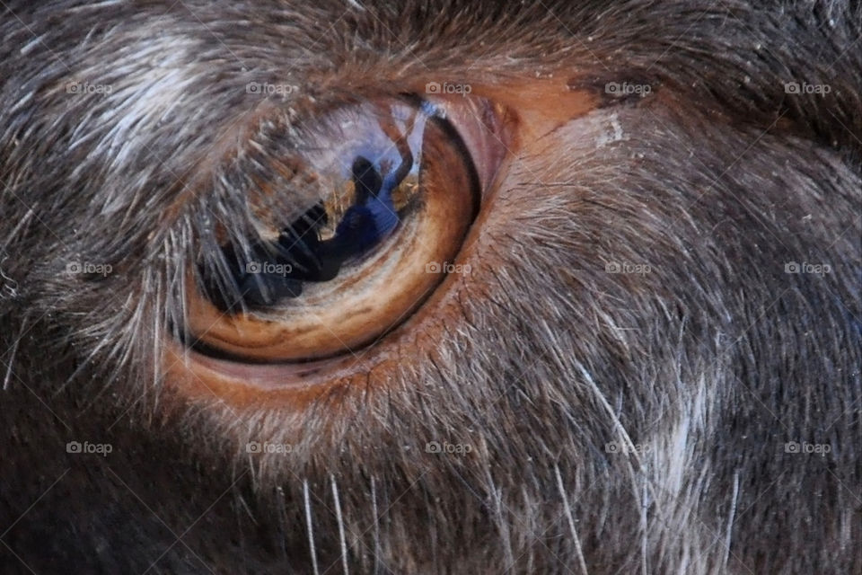 eye reflection goat by charles2111