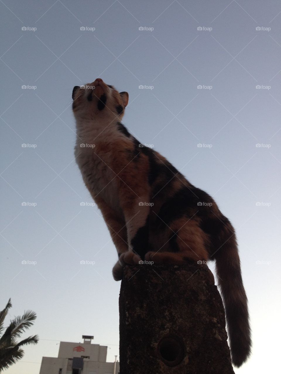Cat and sky