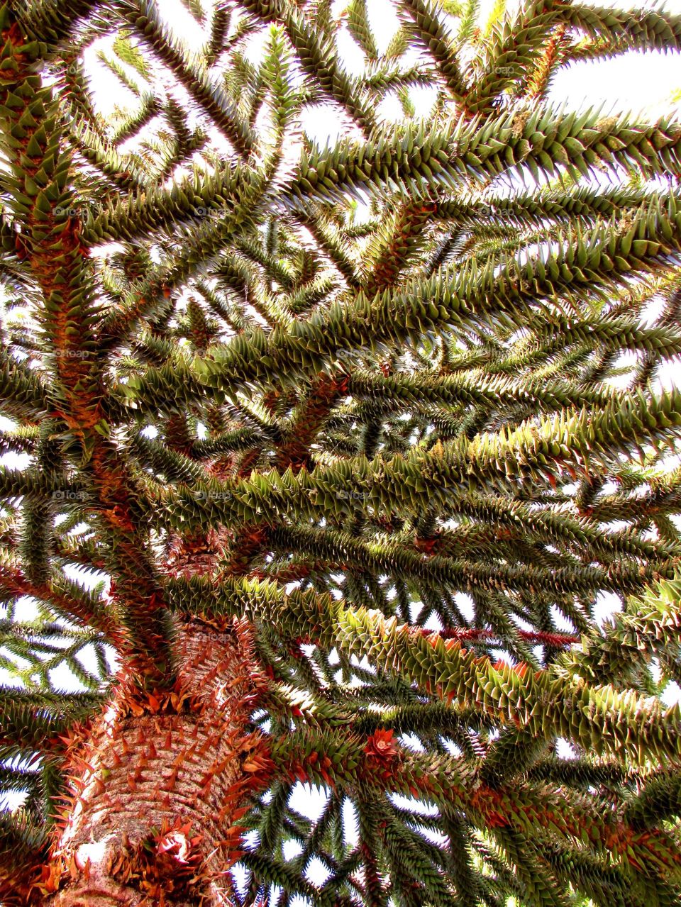 Araucaria araucana