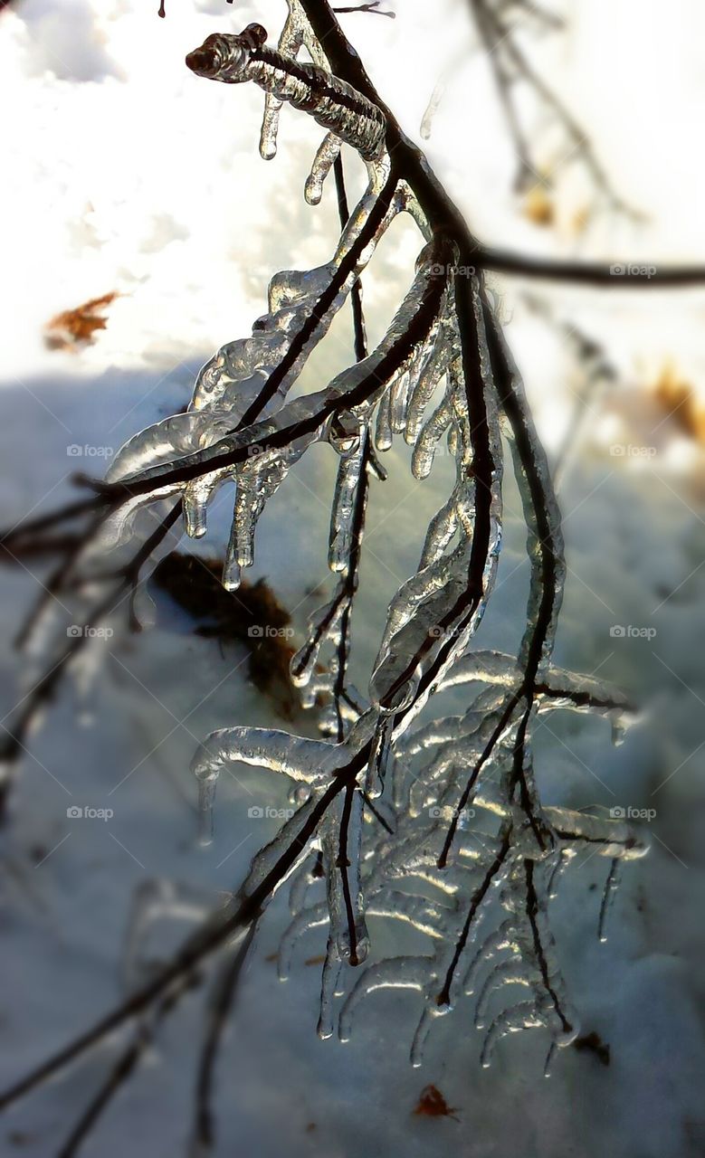 ice on tree