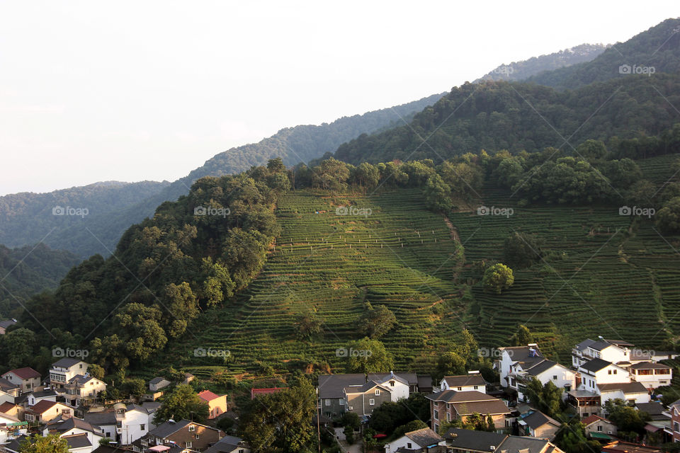 Hangzhou tea plantation. Hangzhou tea plantation in the golden hour. the sun was barely shining over the mountains. China.