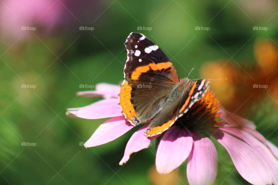 beautiful butterfly