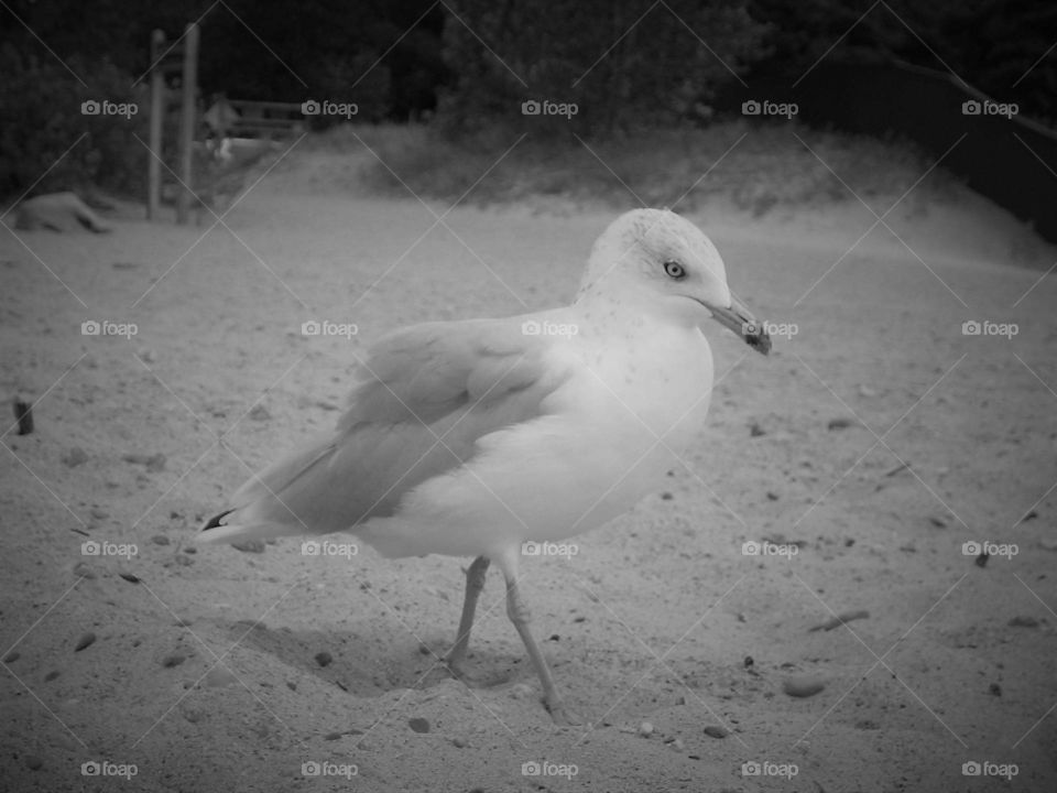 Seagull's lonely walk