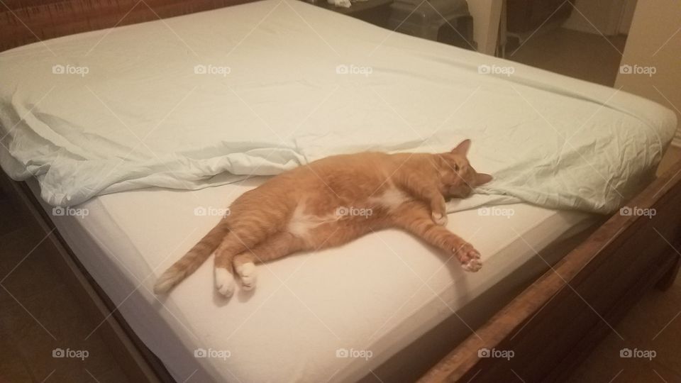 Making the bed with an Orange Tabby's idea of help